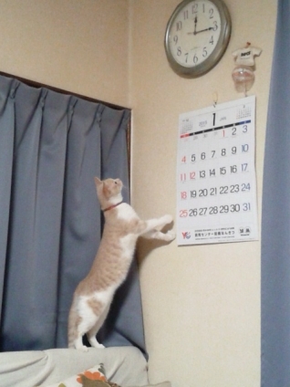 Cat pictures｜今何時？そぉ～ね、大体ねぇ～。