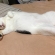 Cat pictures｜フクおじさんの寝姿1