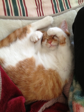 Cat pictures｜長女さんのベッドでお昼寝中、メルでーす！
