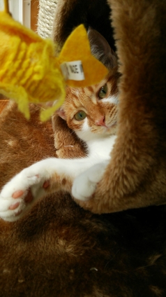 Cat pictures｜キャットタワーからチラッ♡メルでーす！