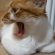 Cat pictures｜怒ってニャいよ、あくびだよ、メルでーす！
