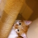 Cat pictures｜私のタワーだぞぉ♡メルでーす！