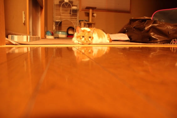 Cat pictures｜床にもメルがいるニャん♡メルでーす！