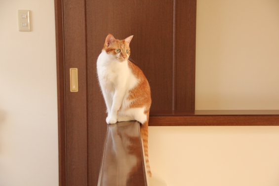 Cat pictures｜ただ今、部屋替え中ニャ♡メルでーす！
