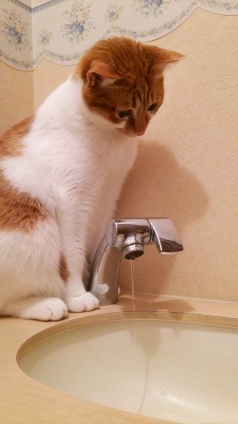 Cat pictures｜お水ですか！？メルでーす！