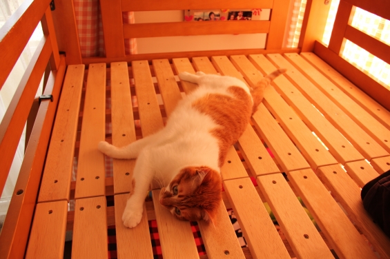 Cat pictures｜二段ベッドニャん♡メルでーす！