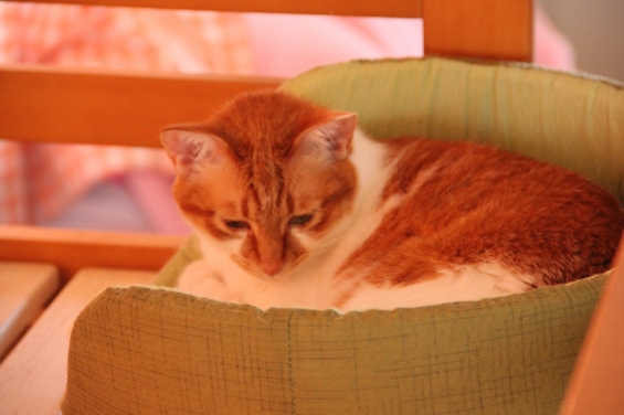 Cat pictures｜暑いニャん♡メルでーす！
