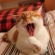 Cat pictures｜そして二発目ニャ～ん♡メルでーす！