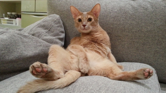 Cat pictures｜テレビを見るマロン！