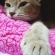 Cat pictures｜眠たい