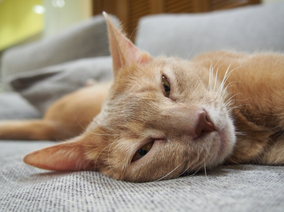 Cat pictures｜眠たいマロン！