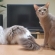 Cat pictures｜マロン&タム