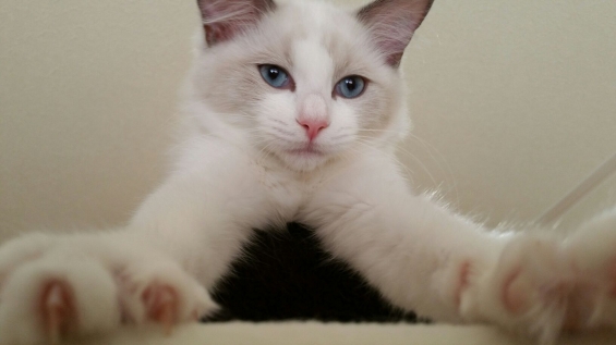 Cat pictures｜アリス♡アップ！