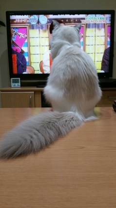 Cat pictures｜アリスはTVに夢中！？
