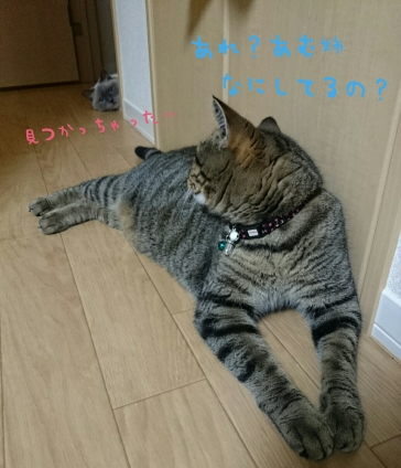 Cat pictures｜あむ＆むぅた