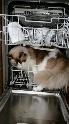 Cat pictures｜注意　食洗機で猫は洗えません。