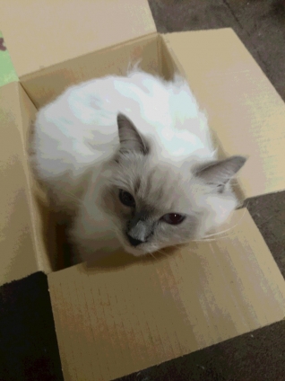 Cat pictures｜小っちゃい箱にこうめも入る。