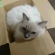 Cat pictures｜小っちゃい箱にこうめも入る。