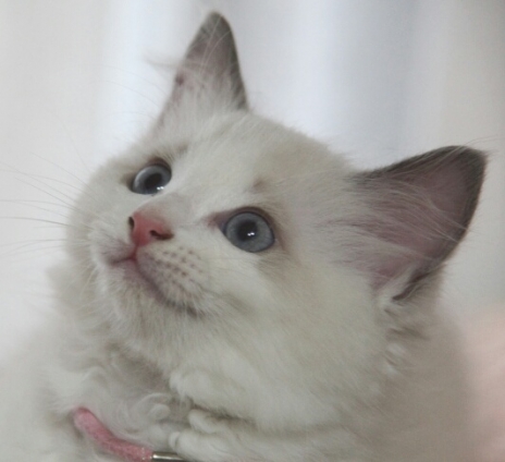 Cat pictures｜セシル ２ヶ月