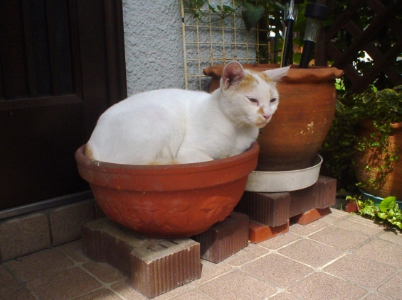 Cat pictures｜スッポリ