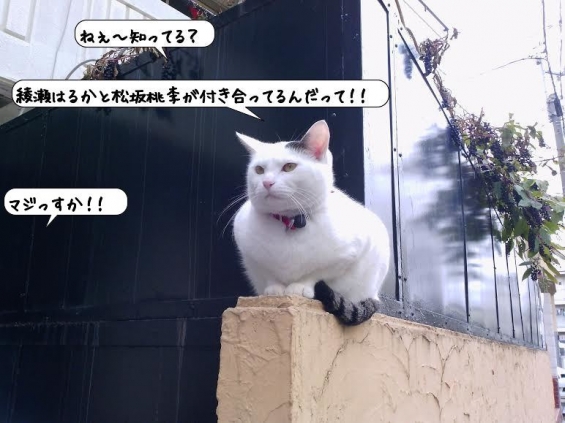 Cat pictures｜今日のマロちゃん♪