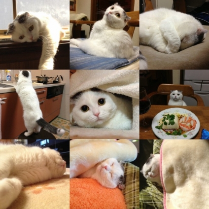 Cat pictures｜タマちゃんを祝って♪