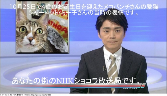 Cat pictures｜あなたの街のNHKショコラ放送局1