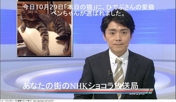 Cat pictures｜あなたの街のNHKショコラ放送局5