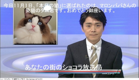 Cat pictures｜あなたの街のNHKショコラ放送局8
