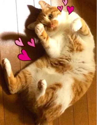 Cat pictures｜にゃ〜♡(彼なりの精一杯のぶりっこ)