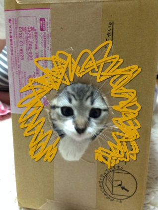 Cat pictures｜ライオンちーちゃん
