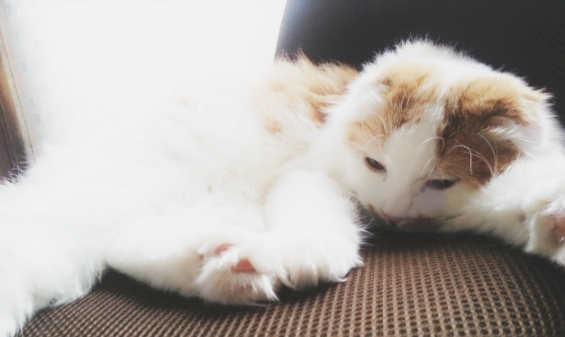 Cat pictures｜茉白さん