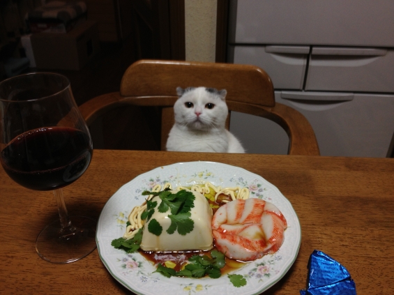 Cat pictures｜注文の多い白ネコさま