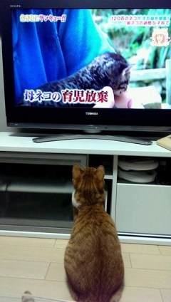 Cat pictures｜ネコ世界の過酷さをテレビで知る凛ちゃん