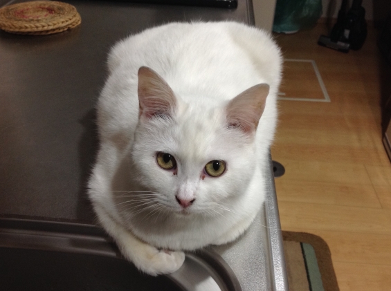 Cat pictures｜シロ子、キッチンでまったり。