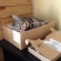 Cat pictures｜ベンジャムのお気に入りの箱。