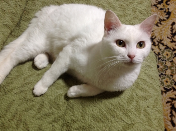 Cat pictures｜シロ子、左後ろ足治療中。