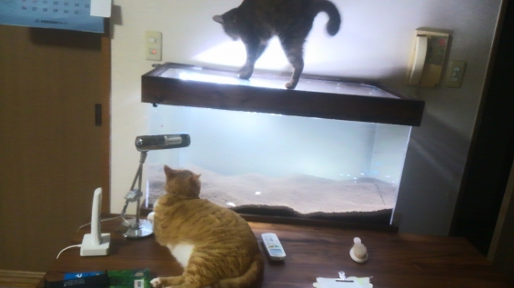 Cat pictures｜我が家に魚がきた！