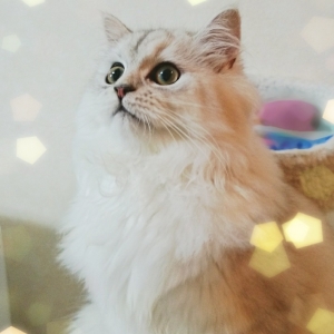 Cat pictures｜銀時gintoki