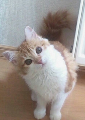 Cat pictures｜天使