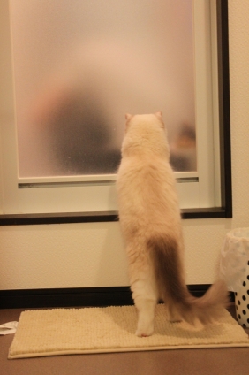 Cat pictures｜僕の番まだ〜？