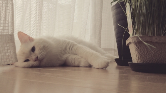 Cat pictures｜疲れちゃった