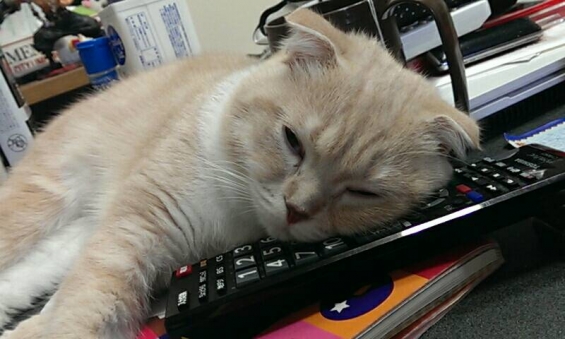 Cat pictures｜(-.-)Zzz・・・・