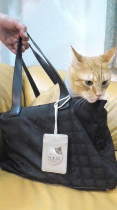 Cat pictures｜鞄猫