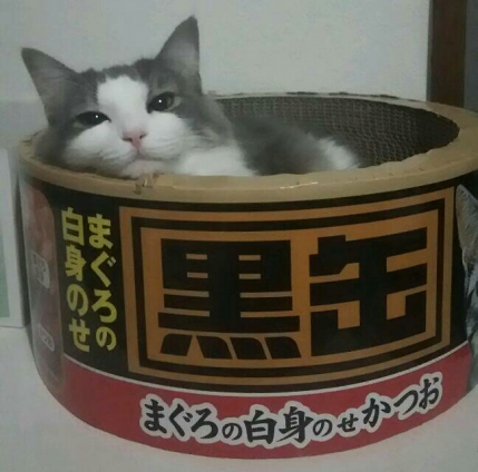 Cat pictures｜黒缶ベッド