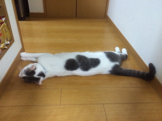 Cat pictures｜通せんぼ