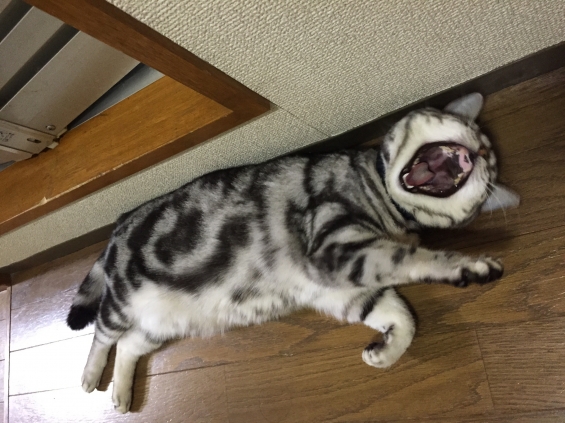 Cat pictures｜のびのびみーちゃん
