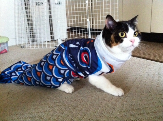 Cat pictures｜鯉のぼり猫