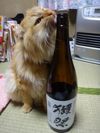Cat pictures｜ぽん酒好き