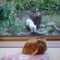 Cat pictures｜水場